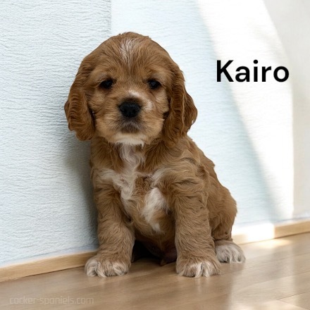 puppy, for, sale, Cocker Spaniel, Joe & Cherri  Overlease, dog, breeder, Miller, MO, dog-breeder, puppy-for-sale, forsale, nearby, find, puppyfind, locator, puppylocator, aca